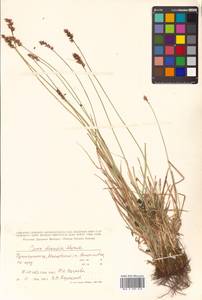 Carex diandra Schrank, Siberia, Russian Far East (S6) (Russia)