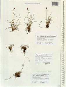 Carex pyrenaica subsp. micropodioides (V.I.Krecz.) Chandjian, Caucasus, Stavropol Krai, Karachay-Cherkessia & Kabardino-Balkaria (K1b) (Russia)