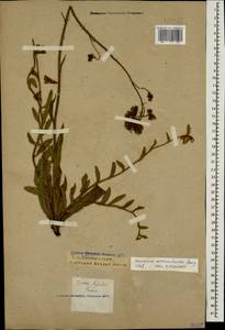Pilosella auriculoides (Láng) Arv.-Touv., Caucasus, Krasnodar Krai & Adygea (K1a) (Russia)
