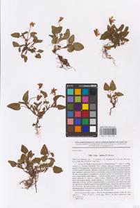 Viola ×kiliensis E. H. L. Krause, Eastern Europe, North-Western region (E2) (Russia)