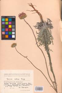 Jurinea cretacea Bunge, Eastern Europe, Lower Volga region (E9) (Russia)