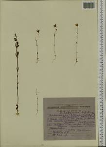 Lomatogonium rotatum (L.) Fries ex Fern., Siberia, Chukotka & Kamchatka (S7) (Russia)