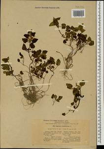 Lamium tomentosum Willd., Caucasus, Stavropol Krai, Karachay-Cherkessia & Kabardino-Balkaria (K1b) (Russia)