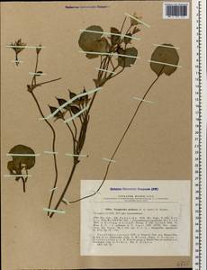 Nymphoides peltata (S.G.Gmel.) Kuntze, Caucasus, Azerbaijan (K6) (Azerbaijan)
