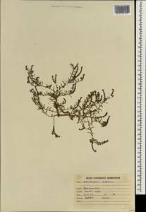 Heliotropium supinum L., South Asia, South Asia (Asia outside ex-Soviet states and Mongolia) (ASIA) (India)