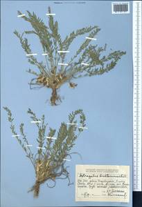 Astragalus buchtormensis Pall., Middle Asia, Dzungarian Alatau & Tarbagatai (M5) (Kazakhstan)