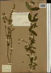 Nepeta nuda subsp. nuda, Eastern Europe, North Ukrainian region (E11) (Ukraine)
