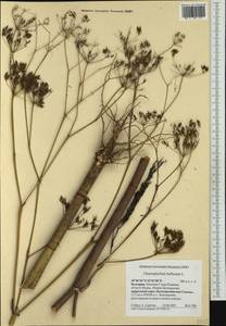 Chaerophyllum bulbosum L., Western Europe (EUR) (Bulgaria)