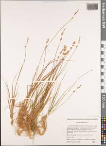 Carex canescens subsp. canescens, Siberia, Russian Far East (S6) (Russia)