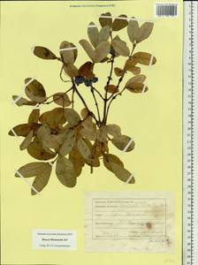 Lonicera caerulea subsp. altaica (Pall.) Gladkova, Siberia, Western Siberia (S1) (Russia)