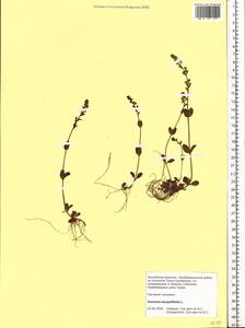 Veronica serpyllifolia L., Siberia, Baikal & Transbaikal region (S4) (Russia)