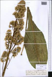 Ligularia heterophylla Rupr., Middle Asia, Northern & Central Tian Shan (M4) (Kazakhstan)