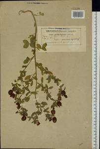 Trifolium aureum Pollich, Eastern Europe, Belarus (E3a) (Belarus)