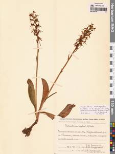 Platanthera metabifolia F.Maek., Siberia, Russian Far East (S6) (Russia)
