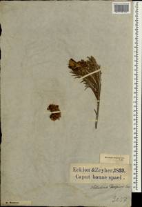 Heterolepis aliena (L.f.) Druce, Africa (AFR) (South Africa)