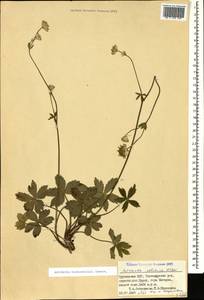 Astrantia major subsp. biebersteinii (Fisch. & C. A. Mey.) I. Grint., Caucasus, Georgia (K4) (Georgia)