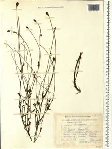Papaver armeniacum subsp. armeniacum, Caucasus, Azerbaijan (K6) (Azerbaijan)