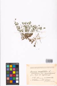 Arenaria serpyllifolia L., Eastern Europe, Moscow region (E4a) (Russia)