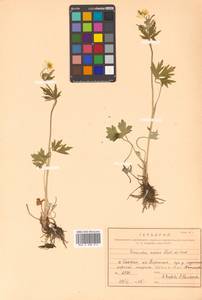 Ranunculus japonicus Thunb., Siberia, Russian Far East (S6) (Russia)