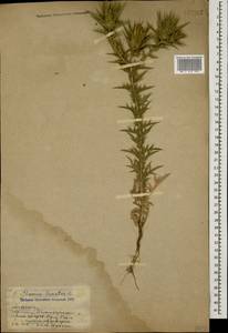 Carthamus lanatus L., Caucasus, Armenia (K5) (Armenia)