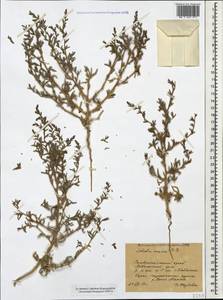 Climacoptera crassa M. Bieb., Caucasus, Stavropol Krai, Karachay-Cherkessia & Kabardino-Balkaria (K1b) (Russia)