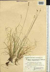 Carex amgunensis F.Schmidt, Siberia, Yakutia (S5) (Russia)