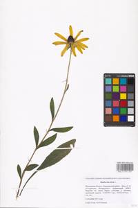 Rudbeckia hirta L., Eastern Europe, Moscow region (E4a) (Russia)