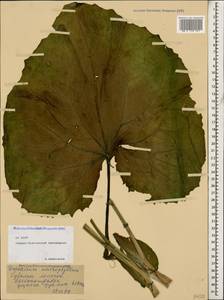 Doronicum macrophyllum Fisch., Caucasus, North Ossetia, Ingushetia & Chechnya (K1c) (Russia)