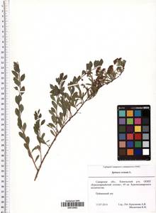Spiraea crenata L., Eastern Europe, Middle Volga region (E8) (Russia)