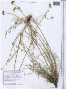Seseli tenuisectum Regel & Schmalh., Middle Asia, Western Tian Shan & Karatau (M3) (Tajikistan)