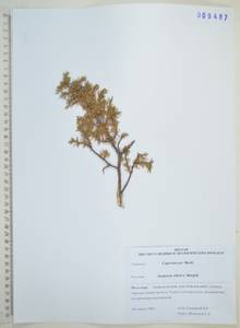 Juniperus communis var. saxatilis Pall., Siberia, Russian Far East (S6) (Russia)