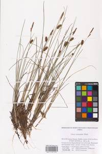 Carex rotundata Wahlenb., Eastern Europe, Northern region (E1) (Russia)