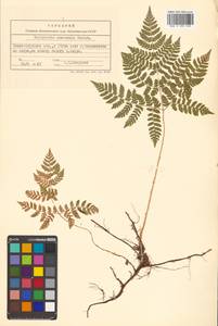 Dryopteris amurensis (Milde) Christ, Siberia, Russian Far East (S6) (Russia)