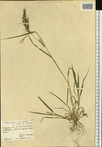 Echinochloa crus-galli (L.) P.Beauv., Siberia, Russian Far East (S6) (Russia)