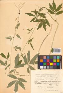 Cardamine bulbifera (L.) Crantz, Eastern Europe, West Ukrainian region (E13) (Ukraine)