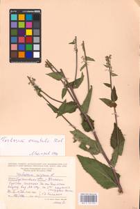 MHA 0 159 020, Verbascum chaixii Vill., Eastern Europe, Middle Volga region (E8) (Russia)