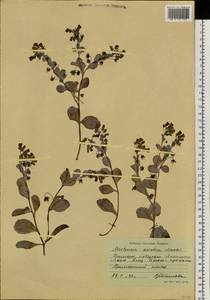 Mertensia maritima subsp. maritima, Siberia, Russian Far East (S6) (Russia)