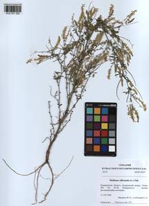 KUZ 001 029, Melilotus officinalis (L.)Pall., Siberia, Altai & Sayany Mountains (S2) (Russia)