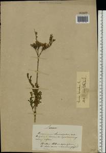 Linum hirsutum L., Eastern Europe, South Ukrainian region (E12) (Ukraine)