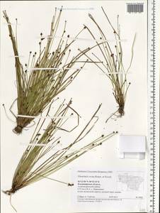 Eleocharis ovata (Roth) Roem. & Schult., Eastern Europe, Central region (E4) (Russia)