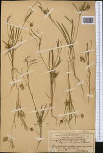 Koelpinia linearis Pall., Middle Asia, Western Tian Shan & Karatau (M3) (Kazakhstan)
