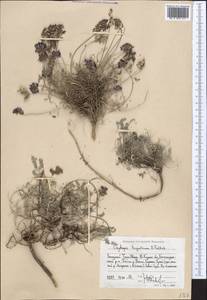 Oxytropis trajectorum B.Fedtsch., Middle Asia, Western Tian Shan & Karatau (M3) (Uzbekistan)
