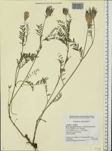 Astragalus onobrychis L., Eastern Europe, Lower Volga region (E9) (Russia)