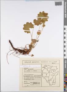 Alchemilla hebescens Juz., Eastern Europe, Eastern region (E10) (Russia)