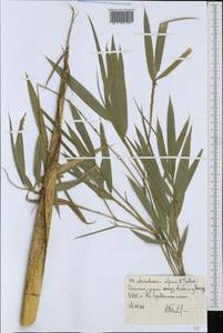Oldeania alpina (K.Schum.) Stapleton, Africa (AFR) (Ethiopia)