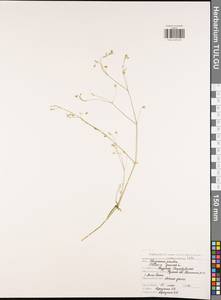 Stellaria graminea L., Eastern Europe, Central region (E4) (Russia)