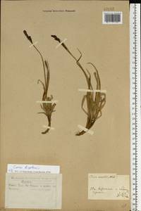 Carex saxatilis L., Eastern Europe, Eastern region (E10) (Russia)