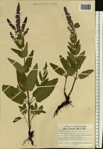 Salvia nemorosa subsp. pseudosylvestris (Stapf) Bornm., Eastern Europe, Central forest-and-steppe region (E6) (Russia)