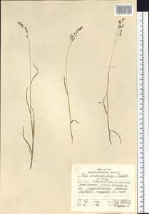 Poa macrocalyx Trautv. & C.A.Mey., Siberia, Russian Far East (S6) (Russia)