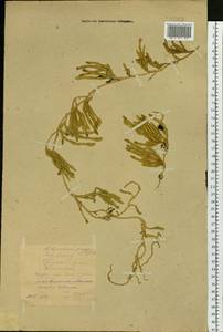 Spinulum annotinum subsp. dubium (Zoëga) J.H.Xue, Chepinoga & K.P.Ma, Siberia, Yakutia (S5) (Russia)